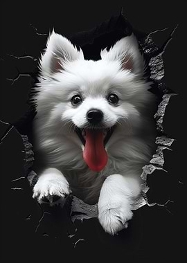 American Eskimo Dog