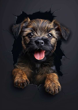 Border Terrier