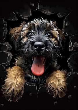 Briard