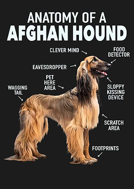 Afghan Hound Anatomy