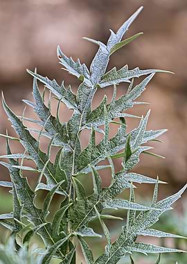 cynara scolymus plant