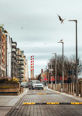 Urban Seagull Landing