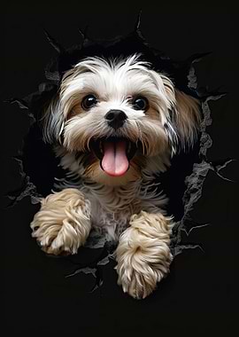 Lhasa Apso Dog