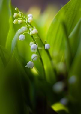 White flowers wild lily