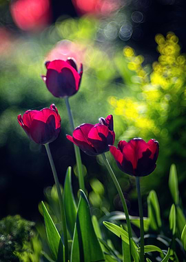 Red tulip flower in garden