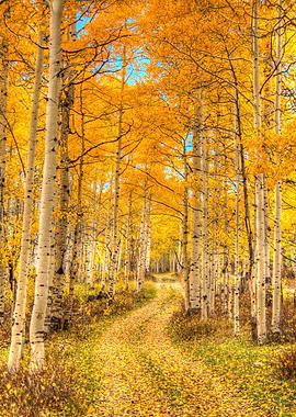 Aspen Pathways