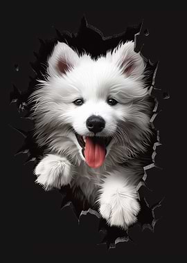 Samoyed