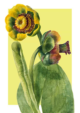 Vintage Lotus Flower