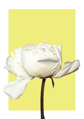 White Peony