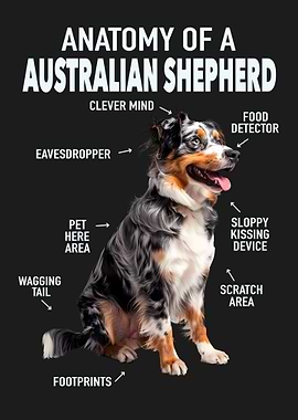 Australian shepherd