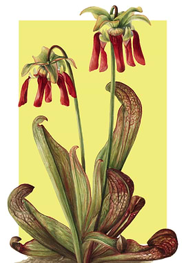 Parrot Pitcherplant