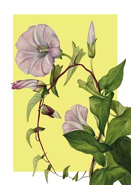 Hedge Bindweed