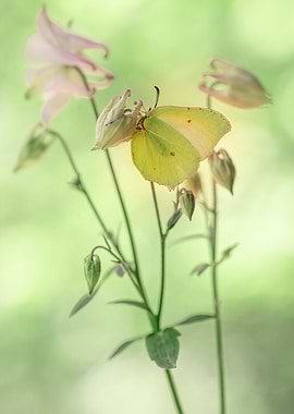 Creamy columbines