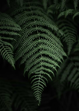 Lush Green Fern