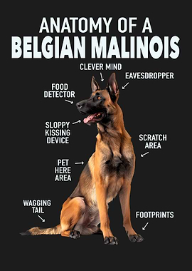 Belgian malinois
