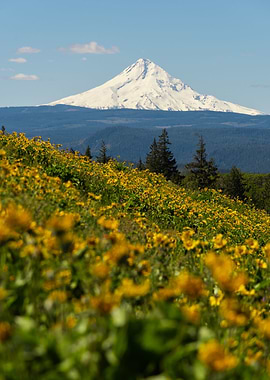 Mt Hood Oregon wildflowers