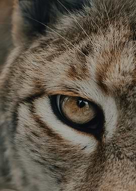 leopard eye