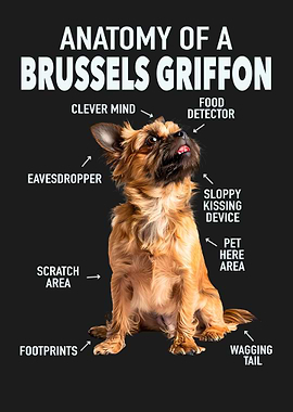 Brussels griffon