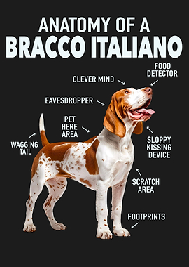 Bracco italiano