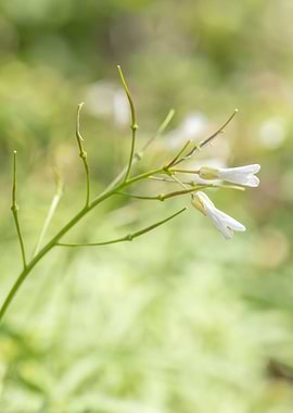 Small white wildflowers