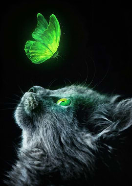 cat butterfly