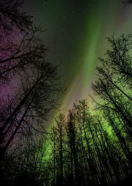 Northern Lights 5