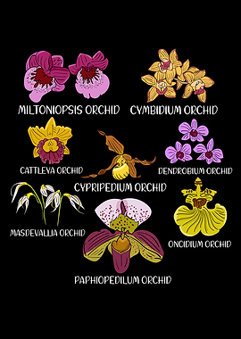 Orchid Species Flower