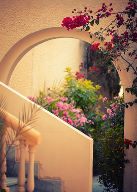Pink bougainvillea flowers