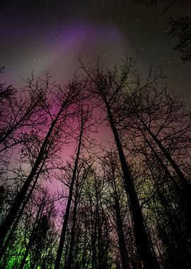 Northern Lights 4