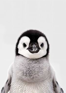 Cute Baby Penguin
