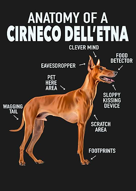 Cirneco delletna