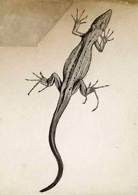Lizard Study Sketch