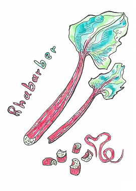 Colorfull Rhabarber
