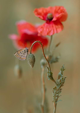 Red poppies
