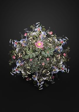 Pink Sweetbriar Rose