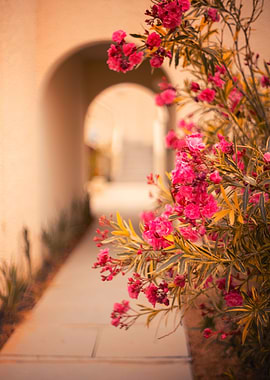 Pink oleander flowers