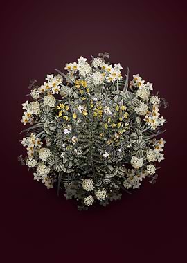 Yellow Gorse Flower Wreath