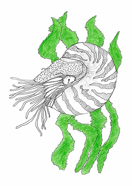 Deepsea nautilus