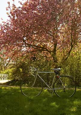 spring tree and retro bike