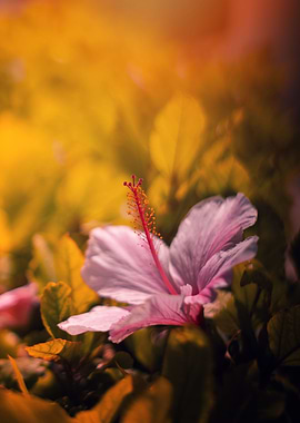 Pink hibiscus flowers