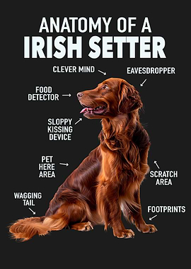 Irish setter