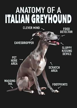 Italian greyhound