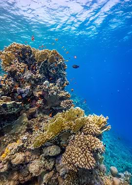 Red Sea Reef Life