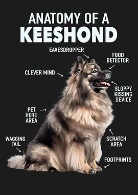 Keeshond