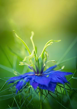 Blue blooming flower