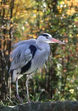 Grey Heron in Forest