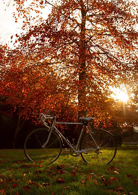 autumn tree with bike