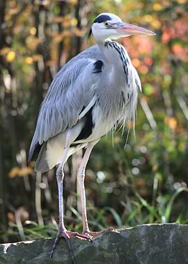Standing Grey Heron