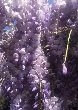 Glycine 048