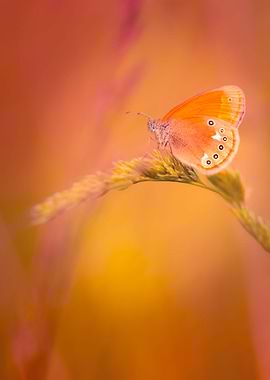 Orange butterfly in meadow